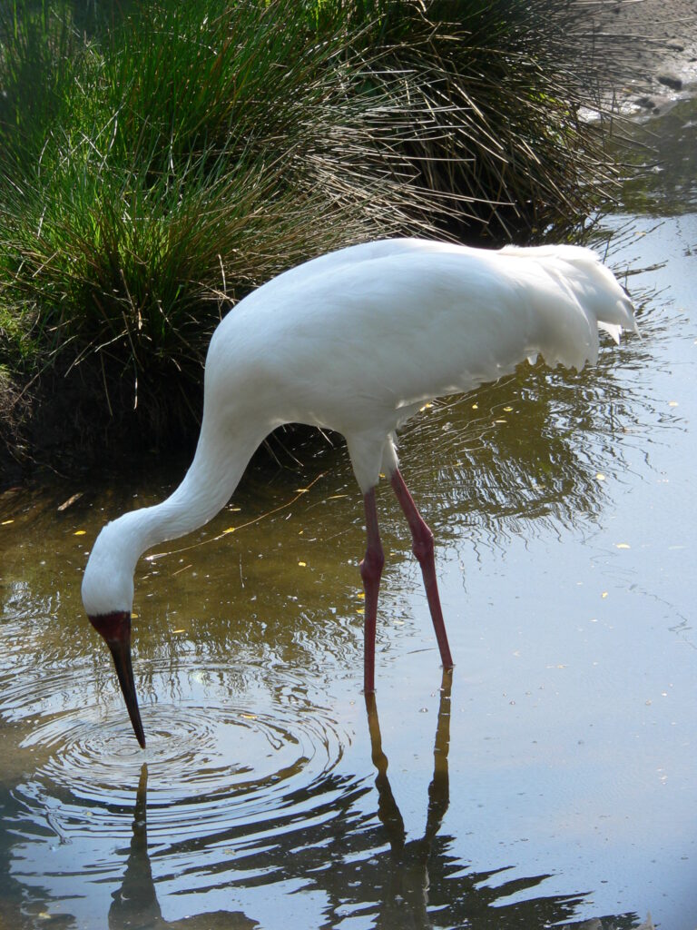 jeřáb bílý (Leucogeranus leucogeranus)