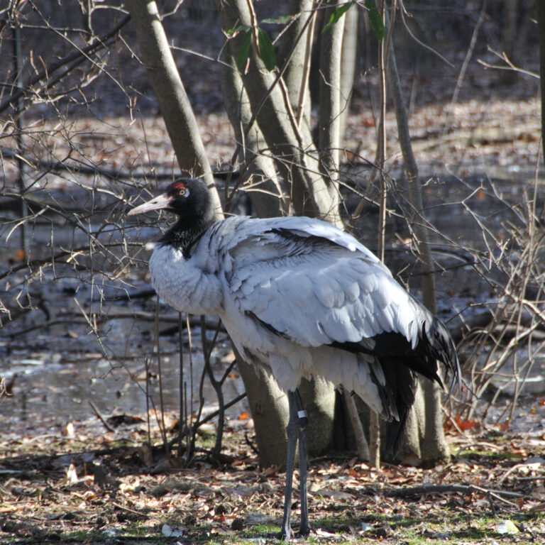 jeřáb černokrký (Grus nigricollis)