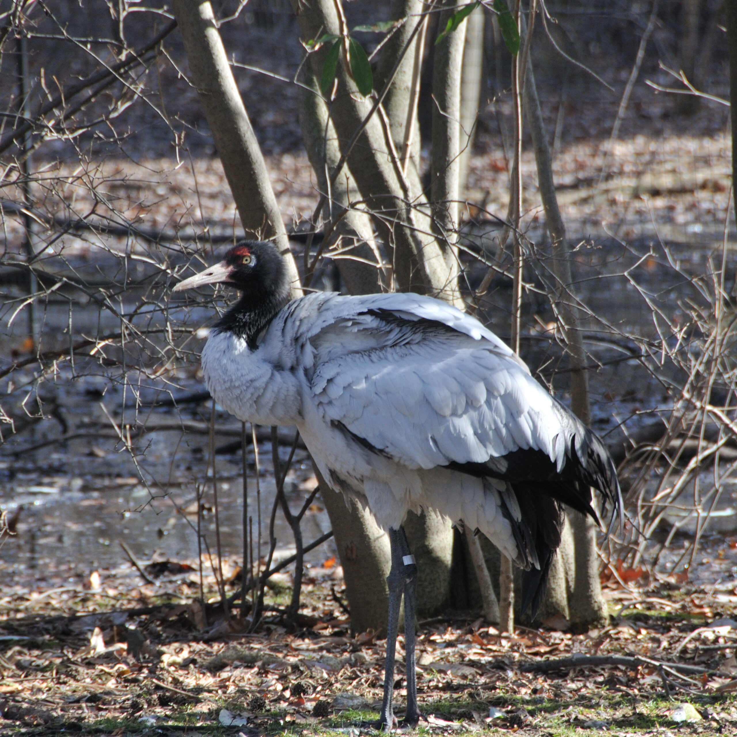 jeřáb černokrký (Grus nigricollis)