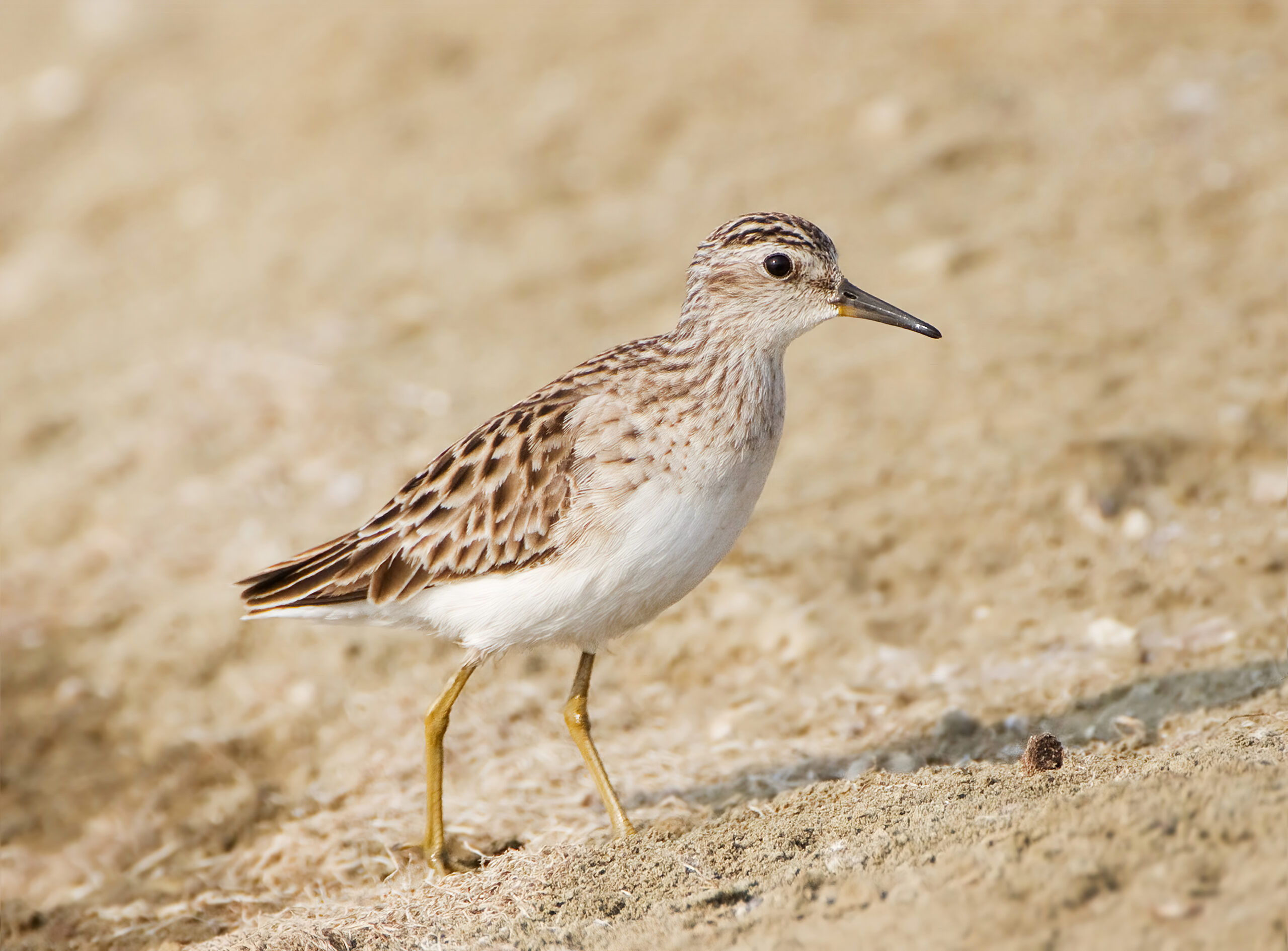 jespák dlouhoprstý (Calidris subminuta)