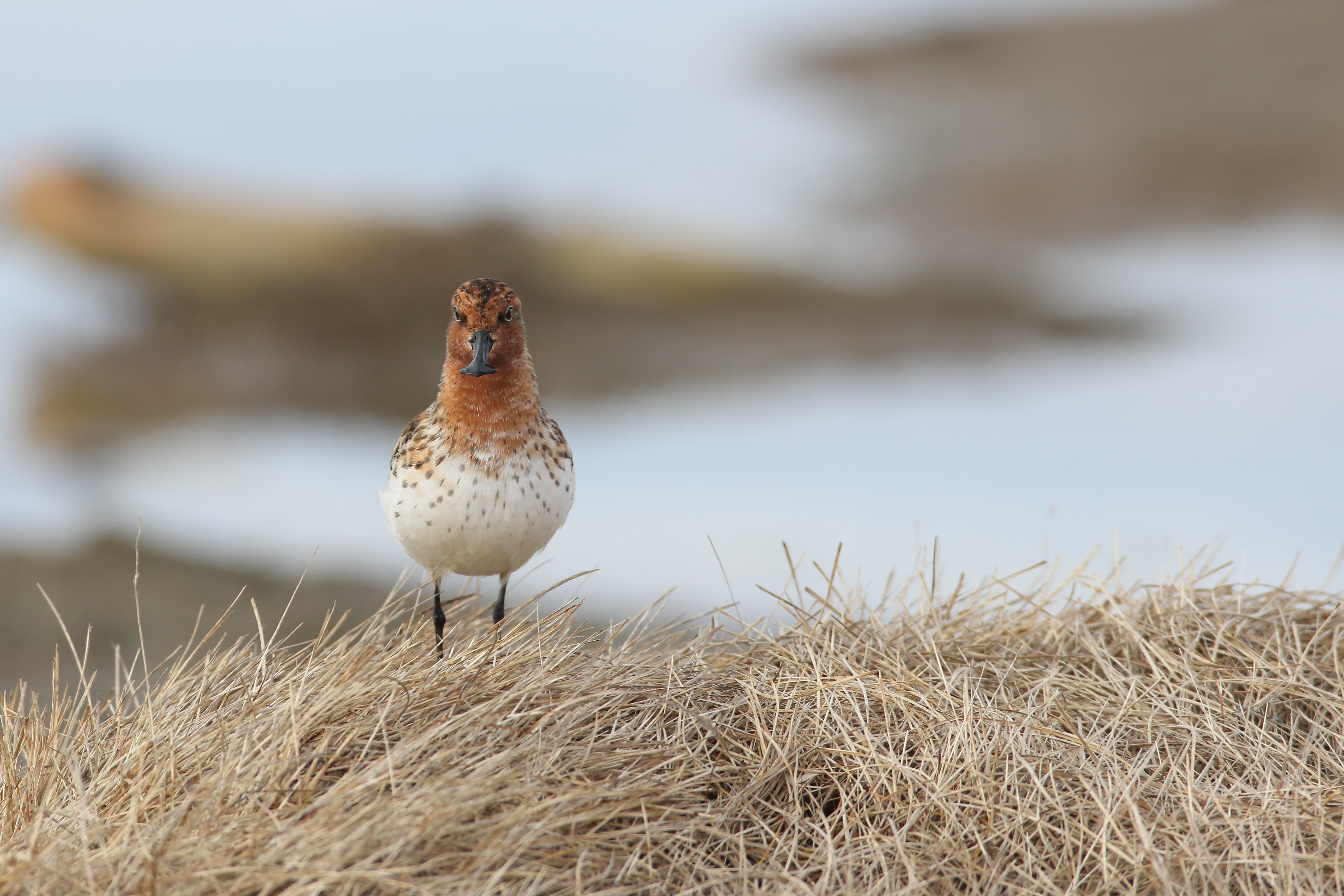 jespák lžícozobý (Calidris pygmaea)