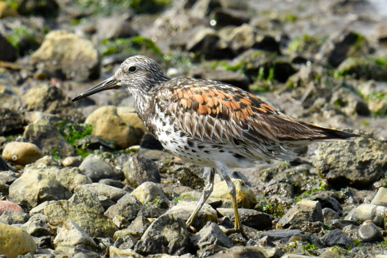 jespák velký (Calidris tenuirostris)