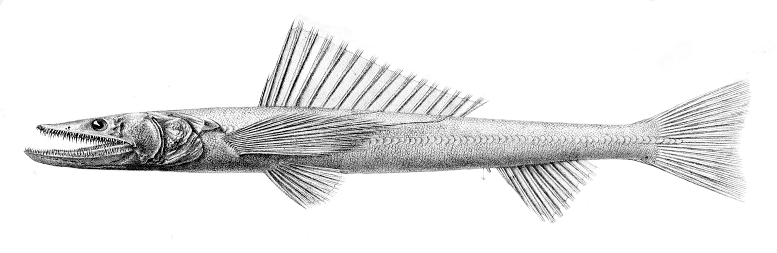 ještěrohlavec hlubokomořský (Bathysaurus ferox)