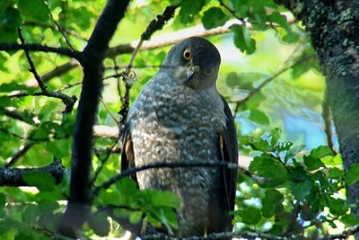 jestřáb chilský (Accipiter chilensis)