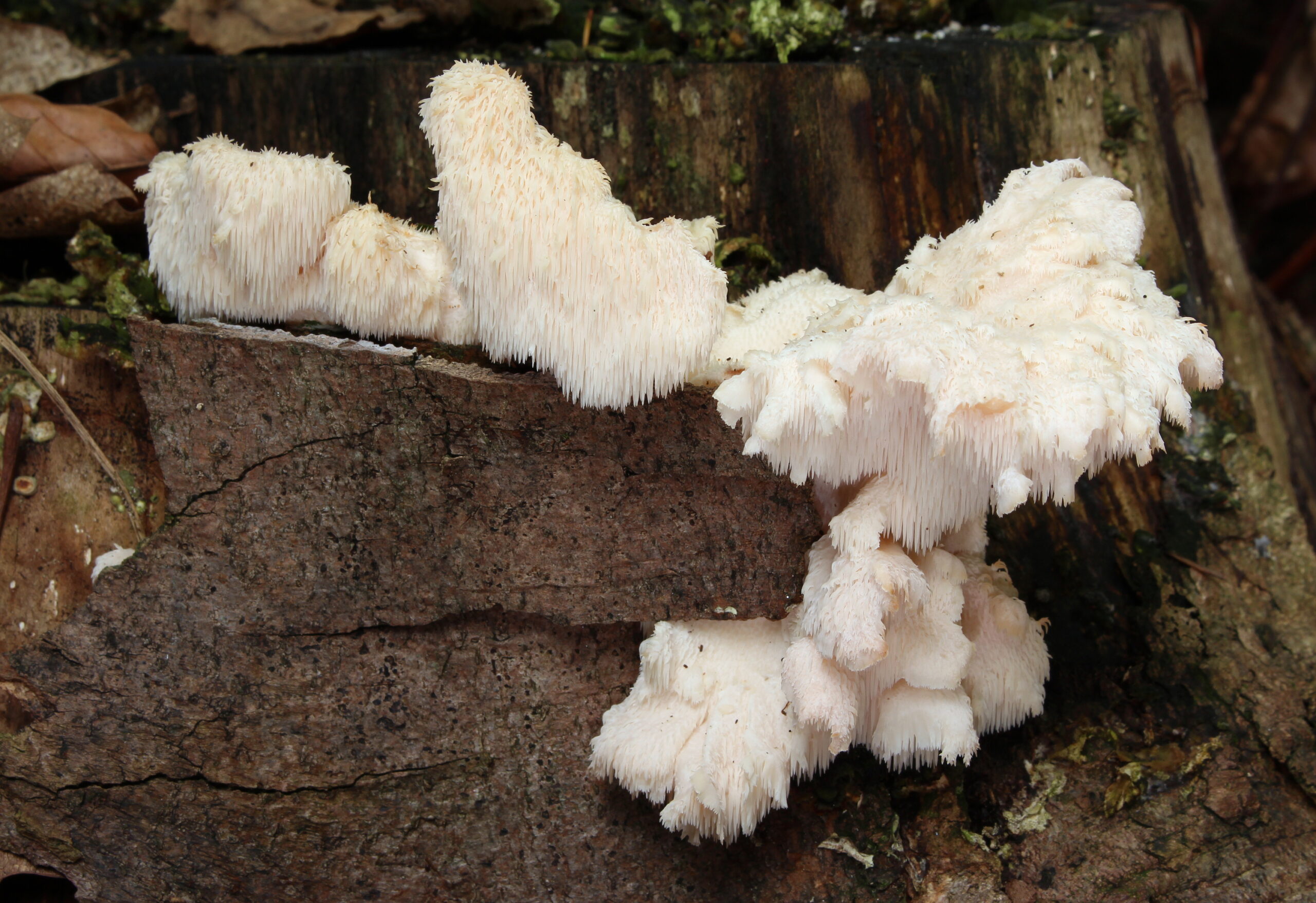 ježatec různozubý (Hericium cirrhatum)