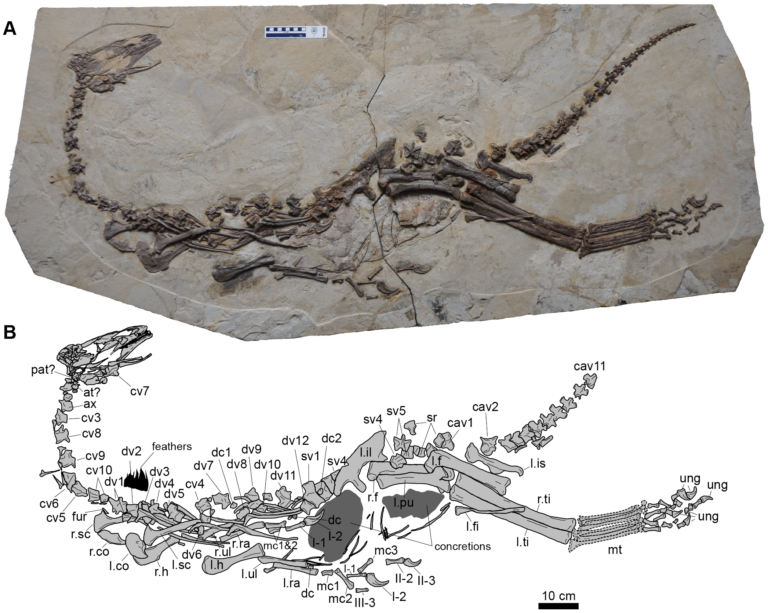 Jianchangosaurus