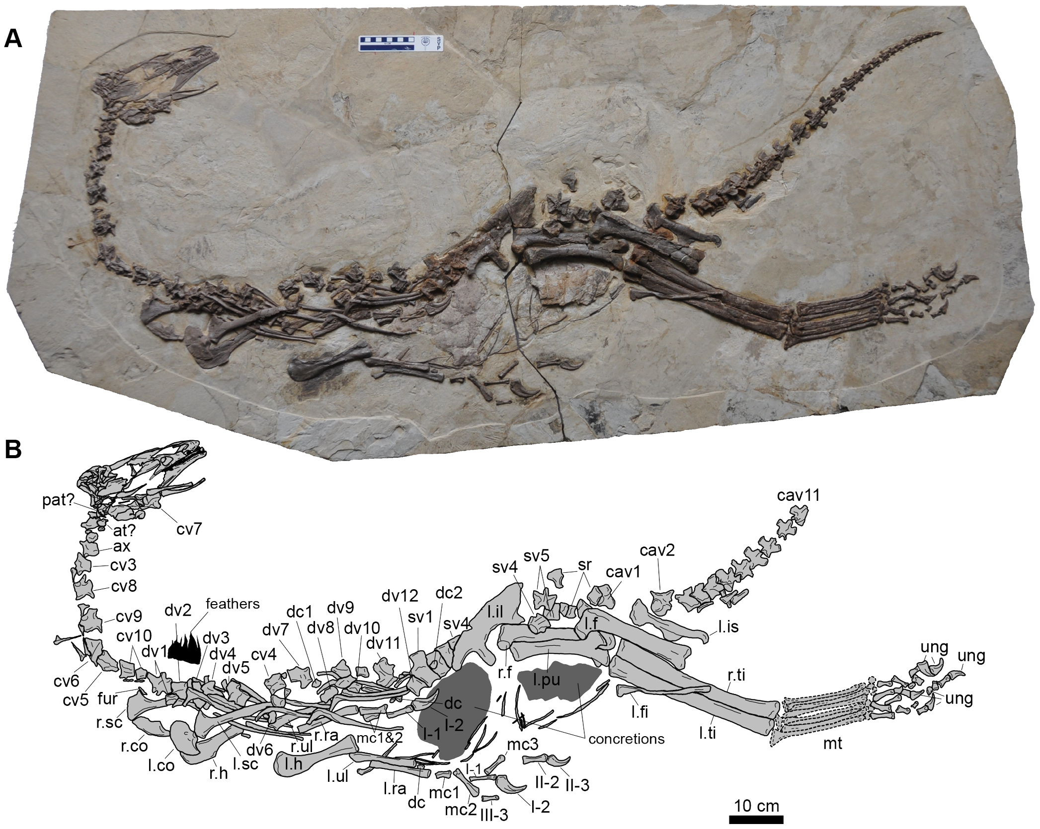 Jianchangosaurus