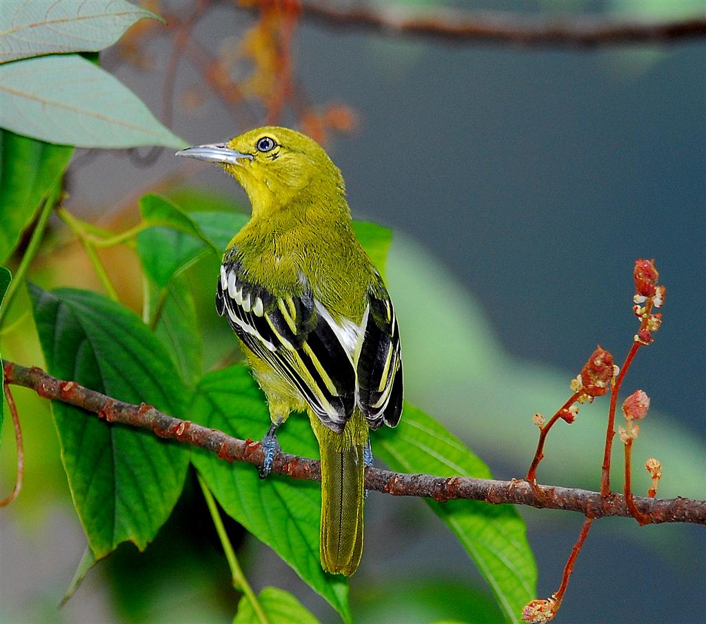 jora černokřídlá (Aegithina tiphia)