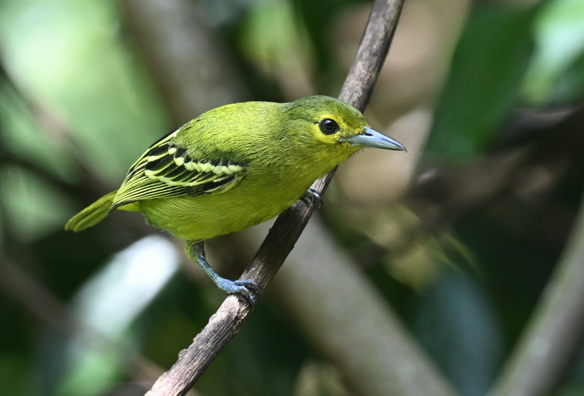jora zelená (Aegithina viridissima)