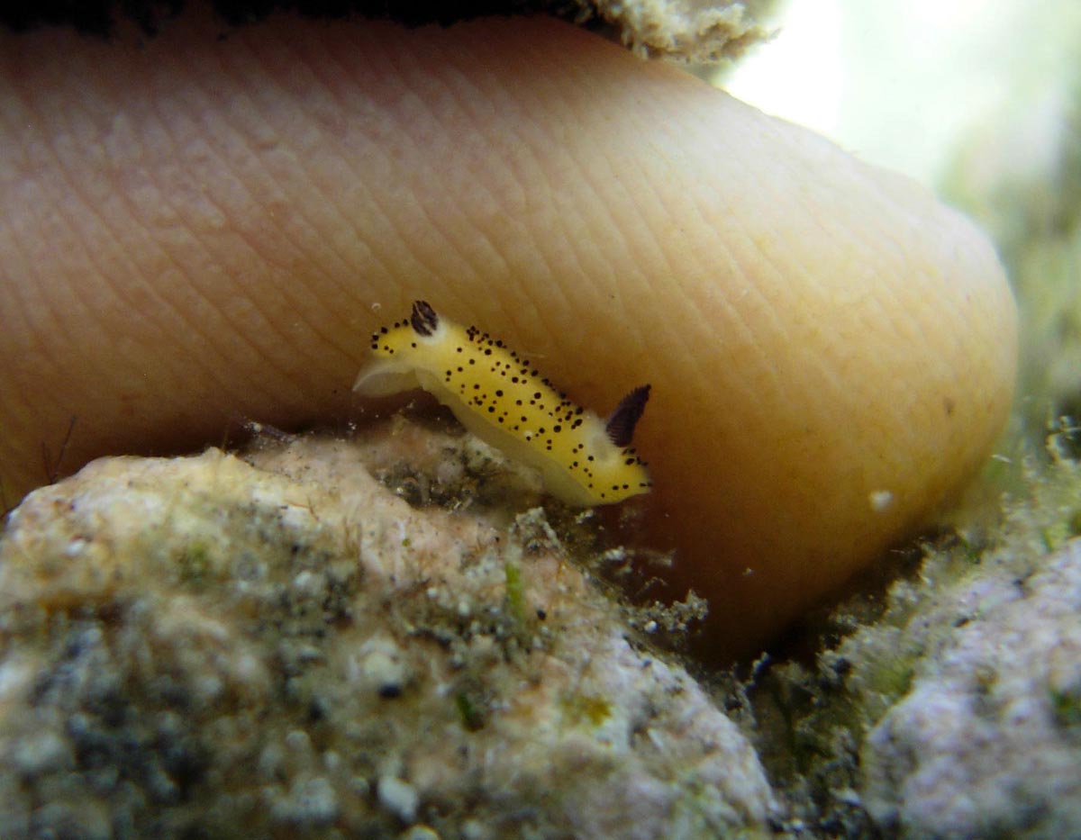 Jorunna parva (Jorunna parva)