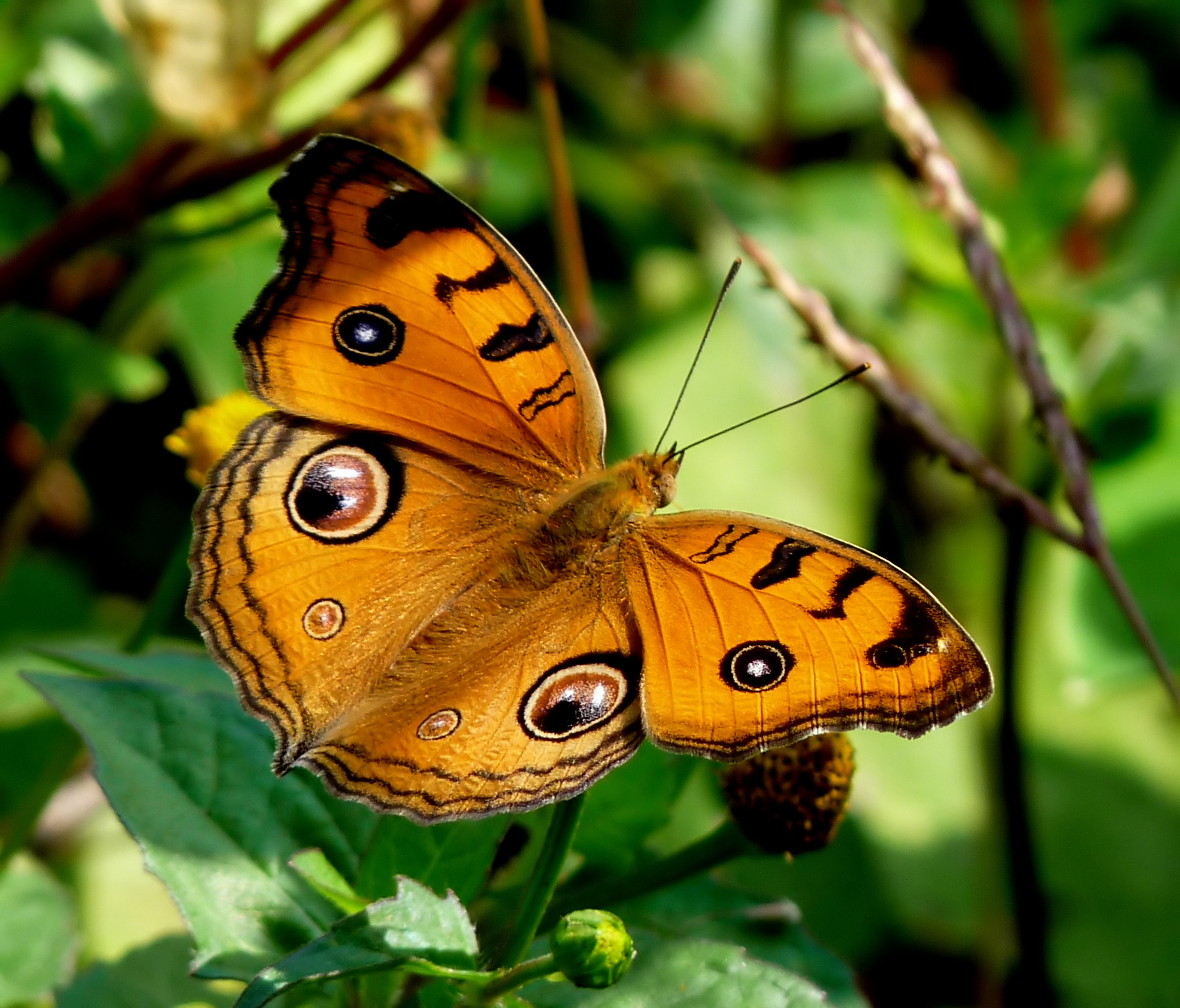 Junonia almana