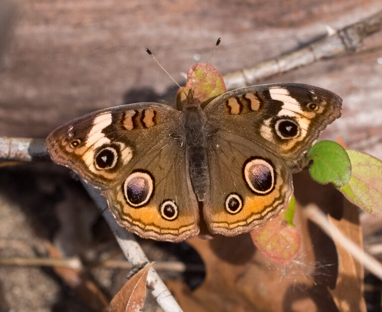 Junonia coenia (Junonia coenia)