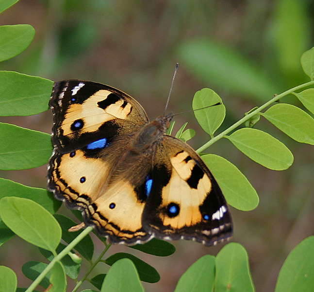 Junonia hierta