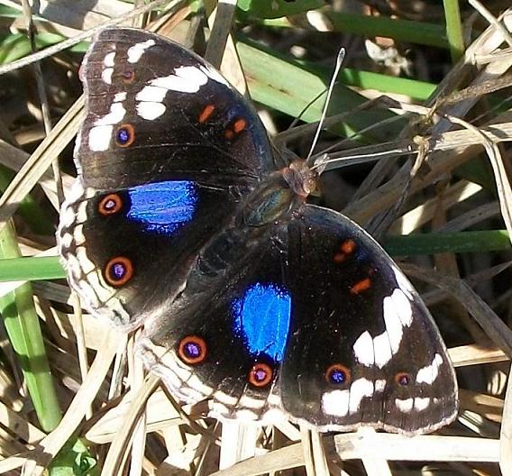Junonia oenone