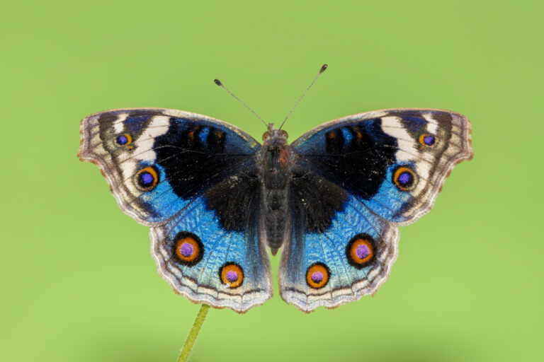Junonia orithya