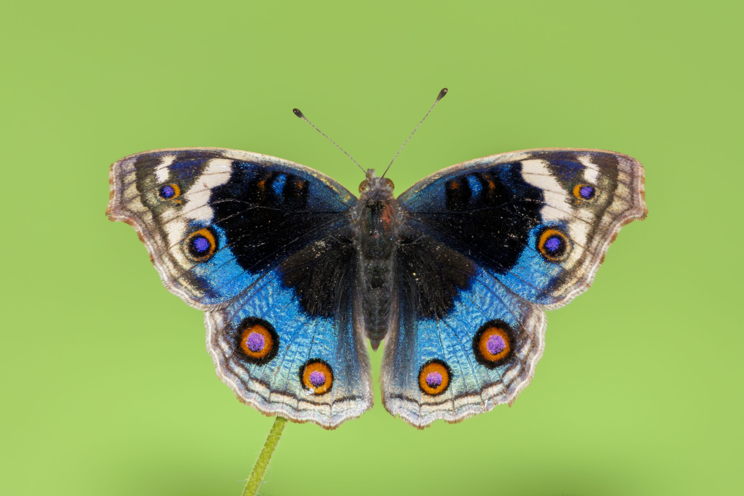 Junonia orithya
