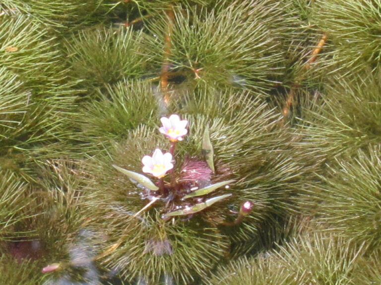 kabomba karolínská (Cabomba caroliniana)