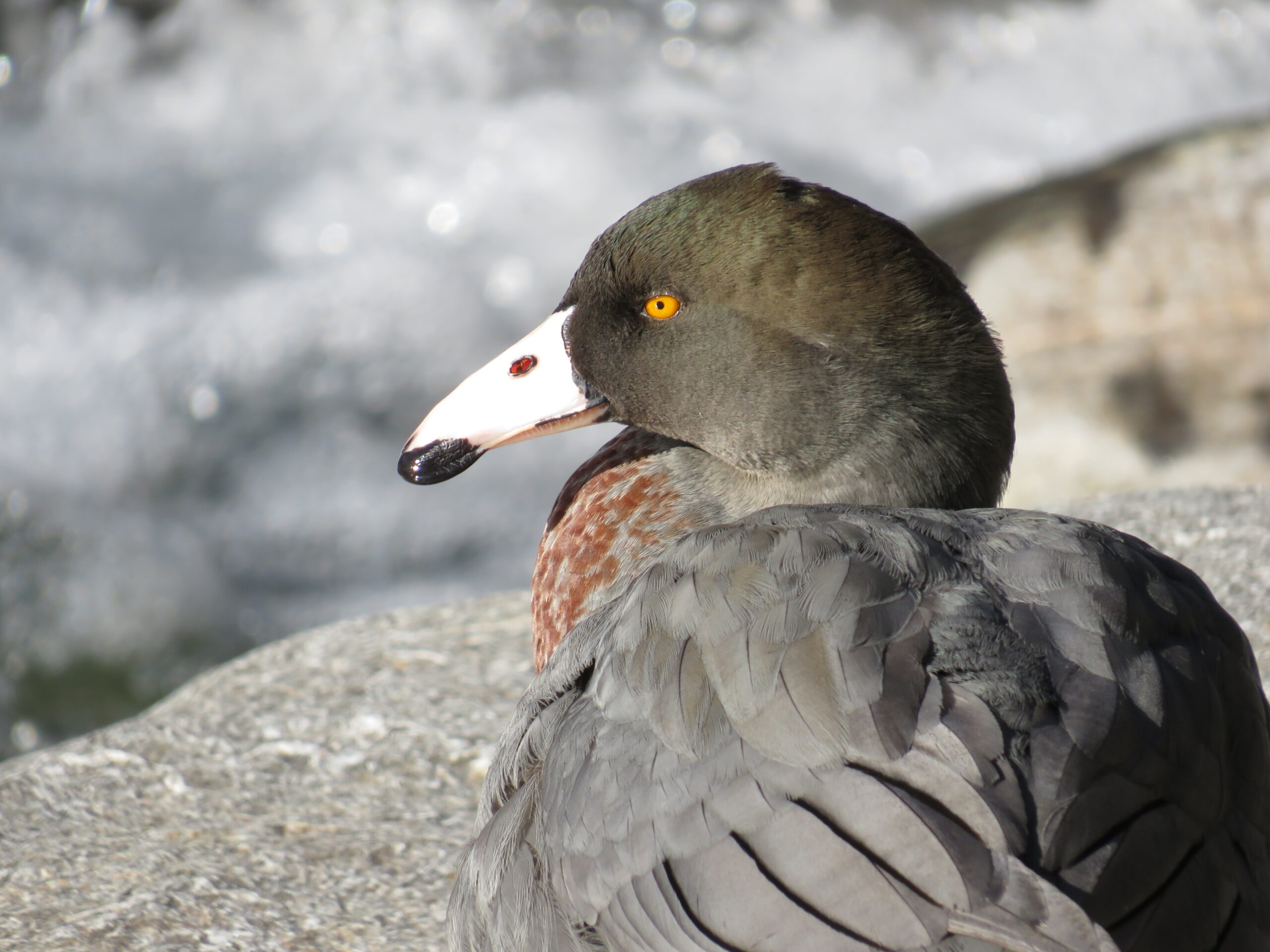 kachna měkkozobá (Hymenolaimus malacorhynchos)