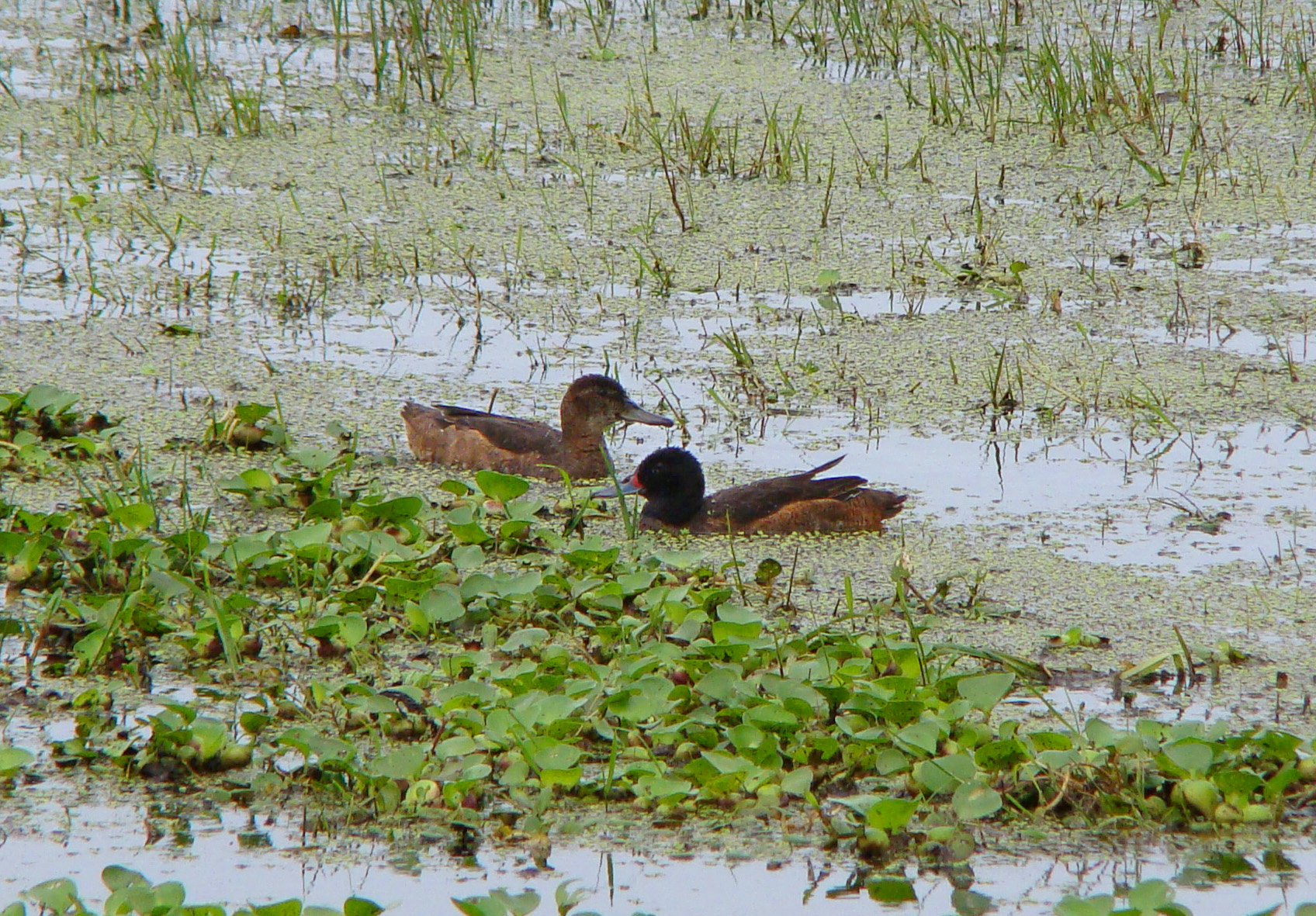 kachnice černohlavá (Heteronetta atricapilla)