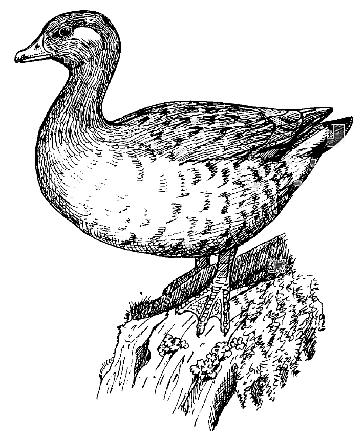 kachnička novozélandská (Chenonetta finschi)