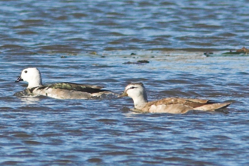 kachnička obojková (Nettapus coromandelianus)