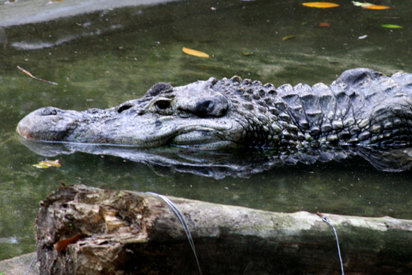 kajman černý (Melanosuchus niger)