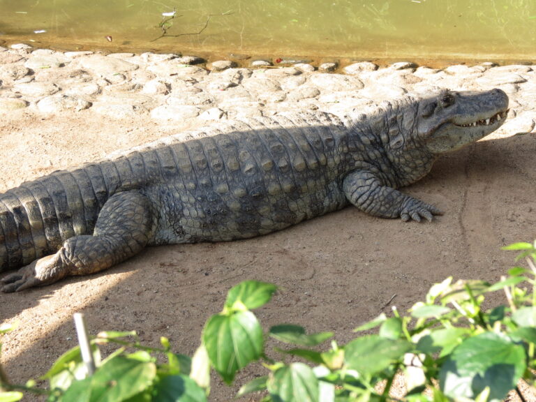kajman šíronosý (Caiman latirostris)