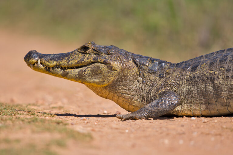 kajman yakaré (Caiman yacare)