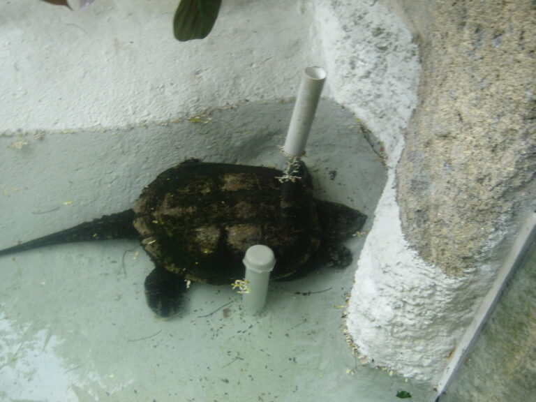 kajmanka ostronosá (Chelydra acutirostris)