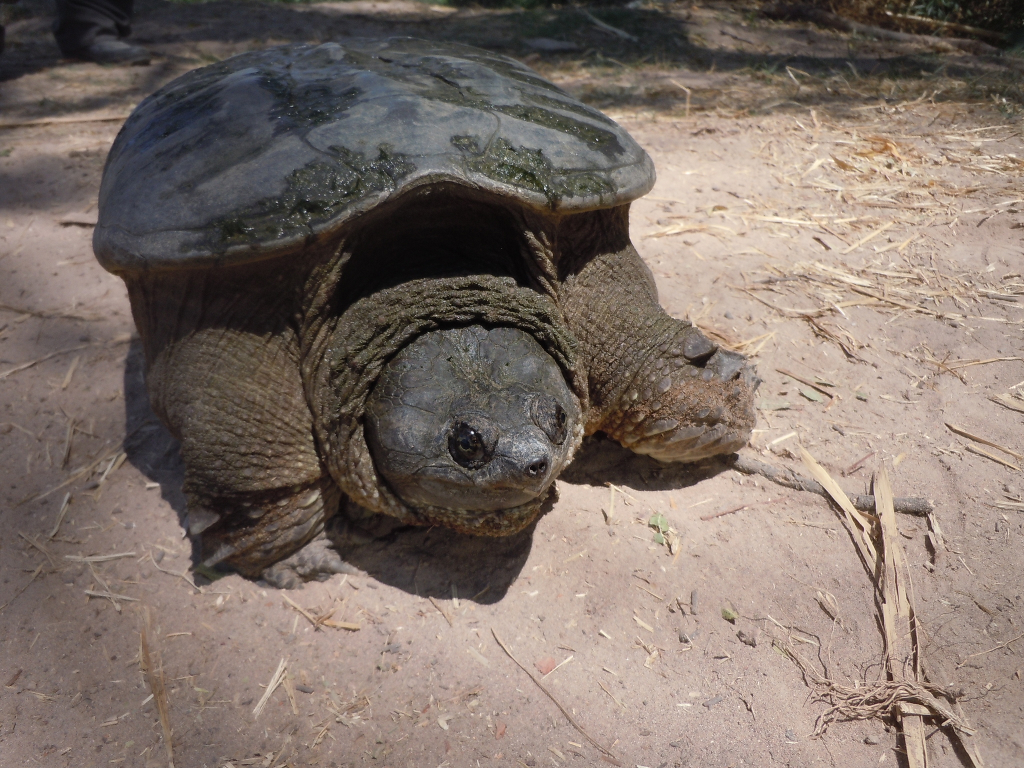kajmanka středoamerická (Chelydra rossignonii)