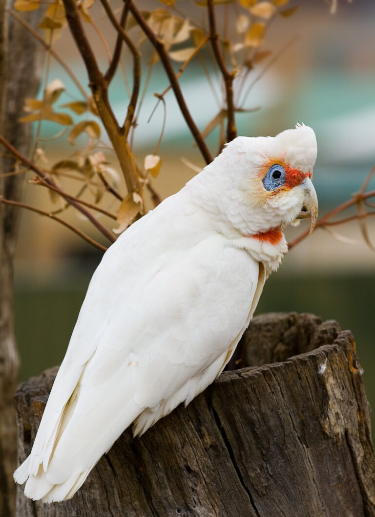 kakadu tenkozobý (Cacatua tenuirostris)