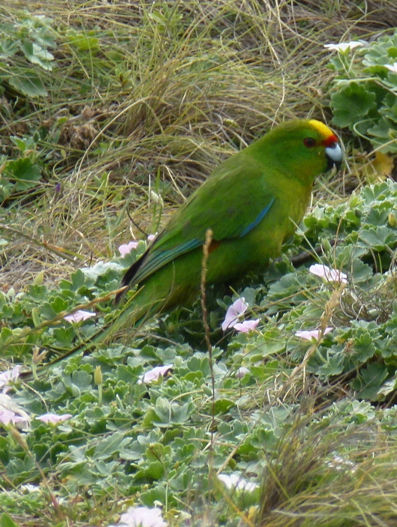 kakariki chathamský (Cyanoramphus forbesi)