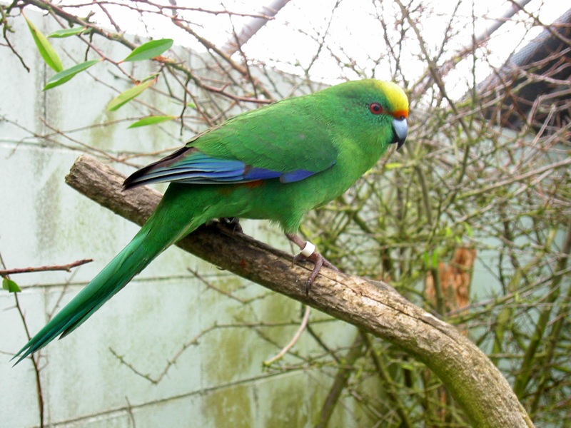 kakariki horský (Cyanoramphus malherbi)