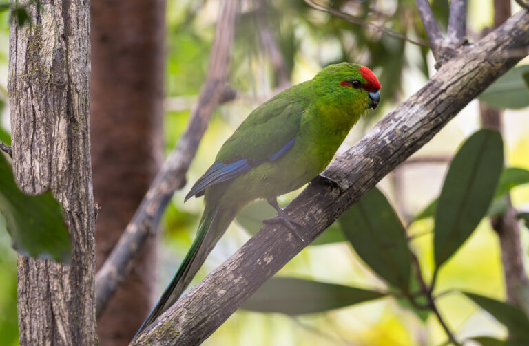 kakariki novokaledonský (Cyanoramphus saisseti)