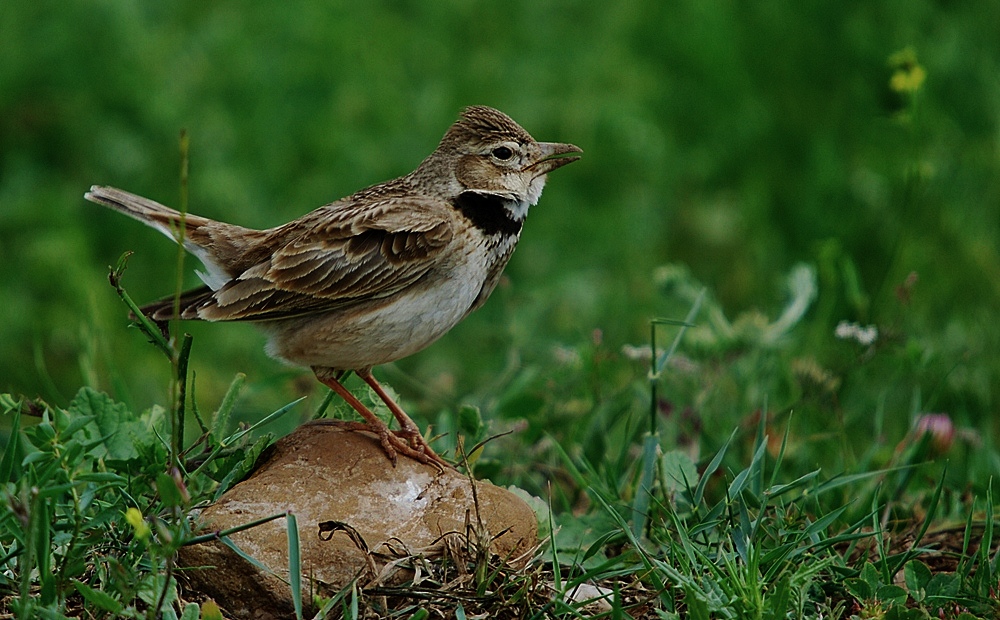 kalandra zpěvná (Melanocorypha calandra)