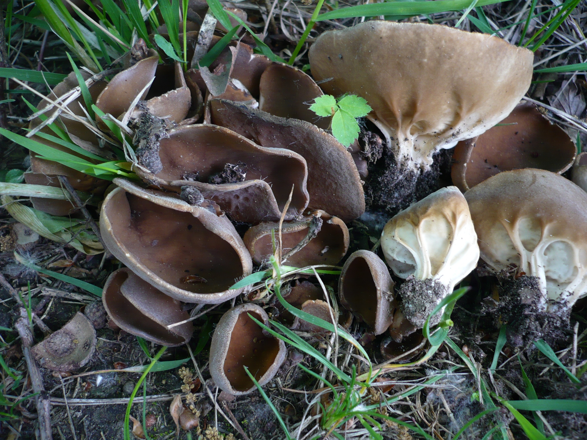 kališník obecný (Helvella acetabulum)