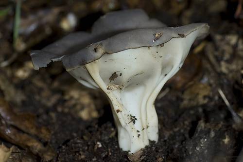 kališník žebernatý (Helvella costifera)