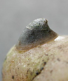 kámomil říční (Ancylus fluviatilis)