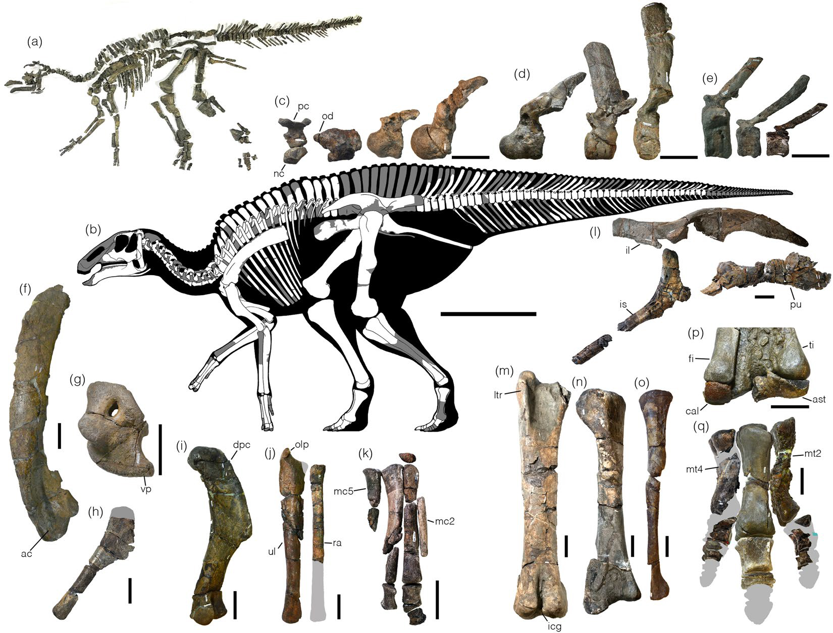 Kamuysaurus
