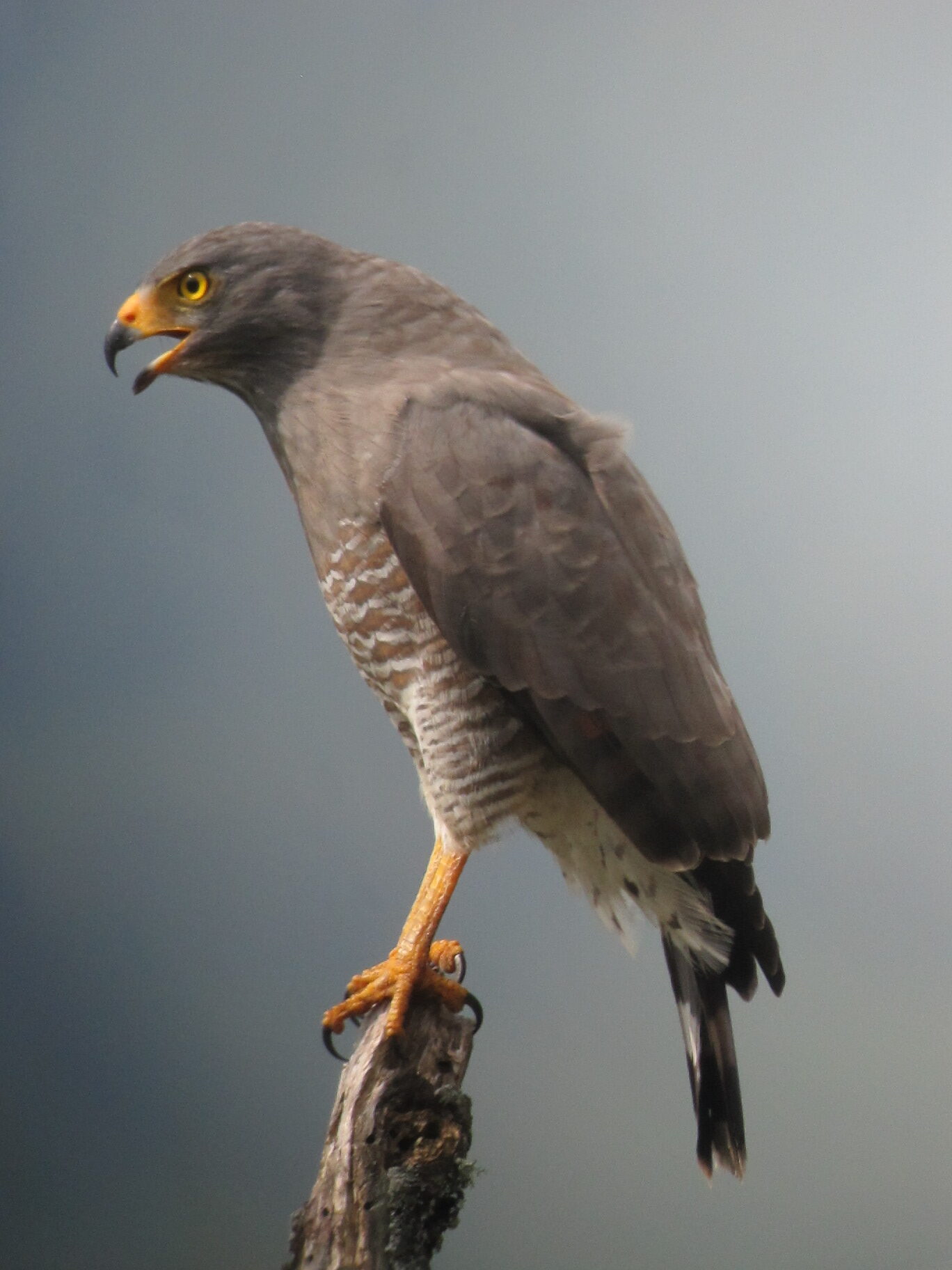 káně krahujová (Rupornis magnirostris)