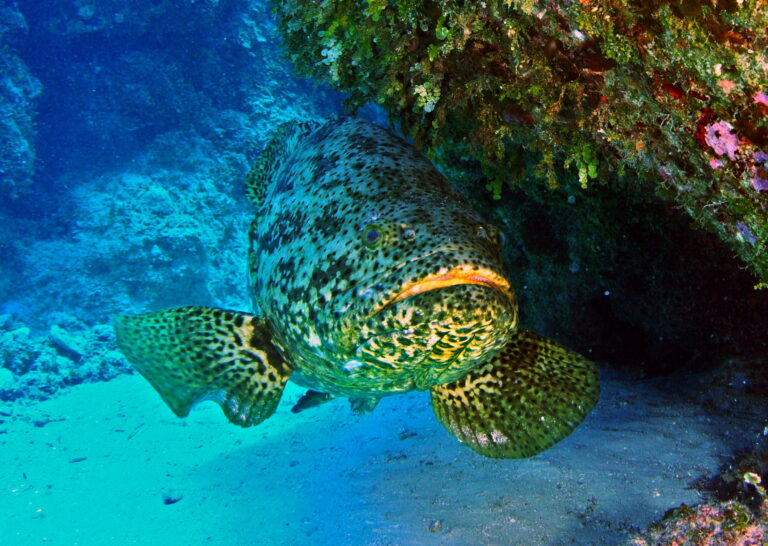 kanic itajara (Epinephelus itajara)