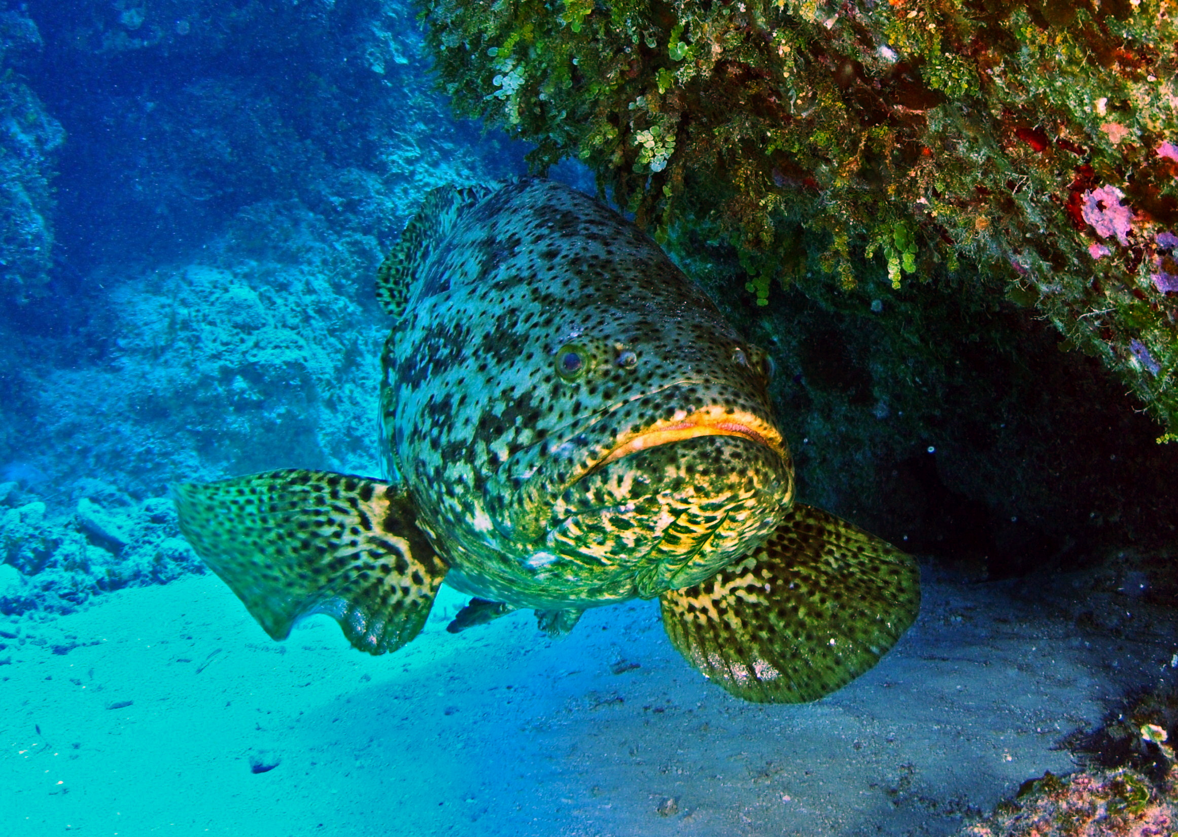 kanic itajara (Epinephelus itajara)