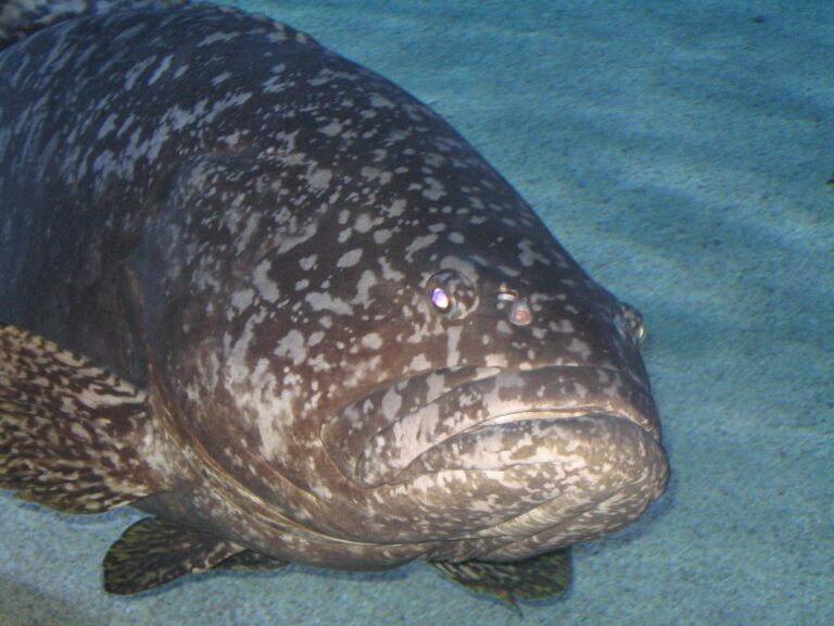 kanic obrovský (Epinephelus lanceolatus)