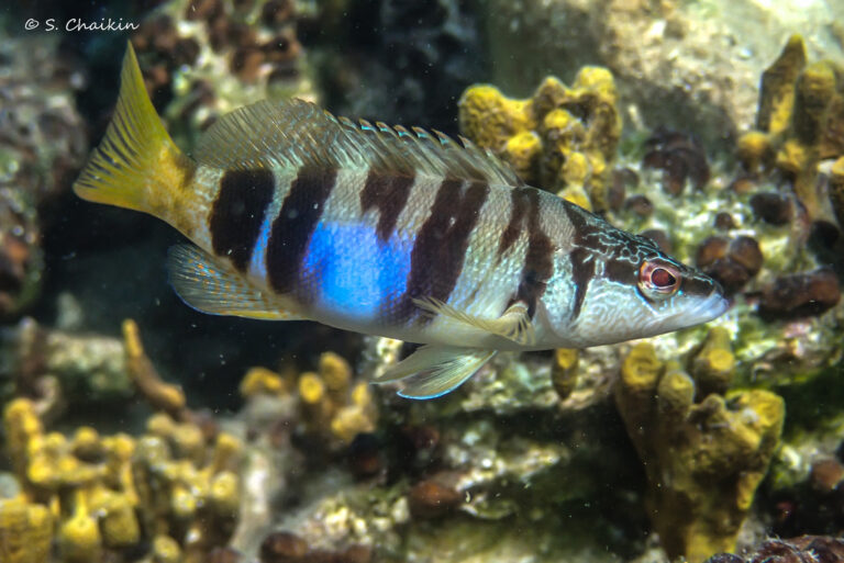 kanic písmenkový (Serranus scriba)