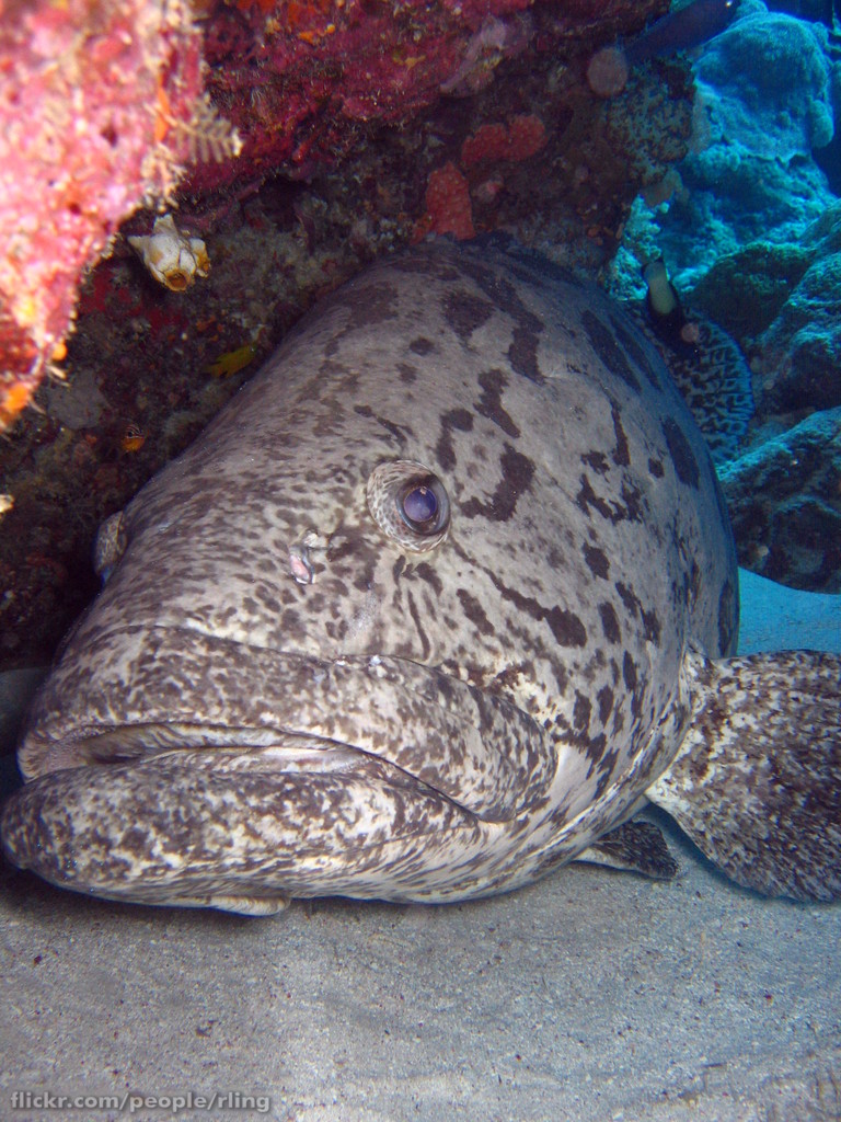 kanic tukula (Epinephelus tukula)