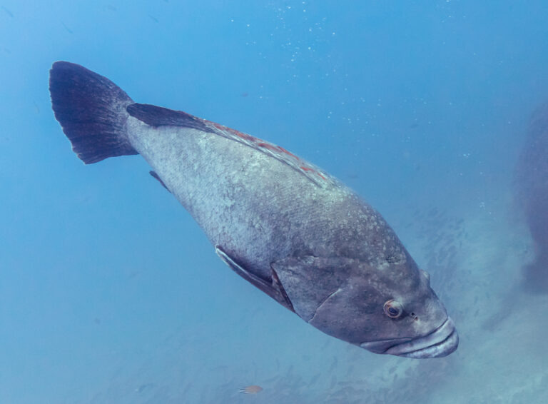kanic vroubený (Epinephelus marginatus)