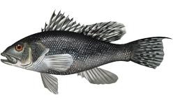 kanic žíhaný (Centropristis striata)