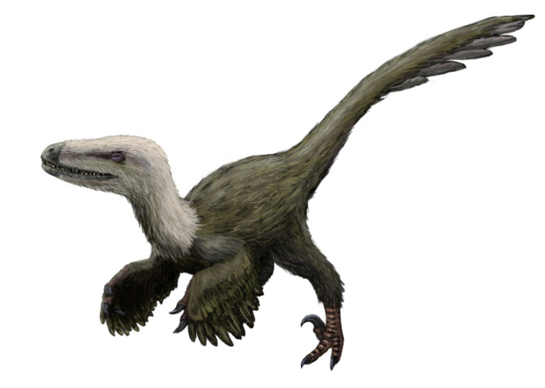 Kansaignathus