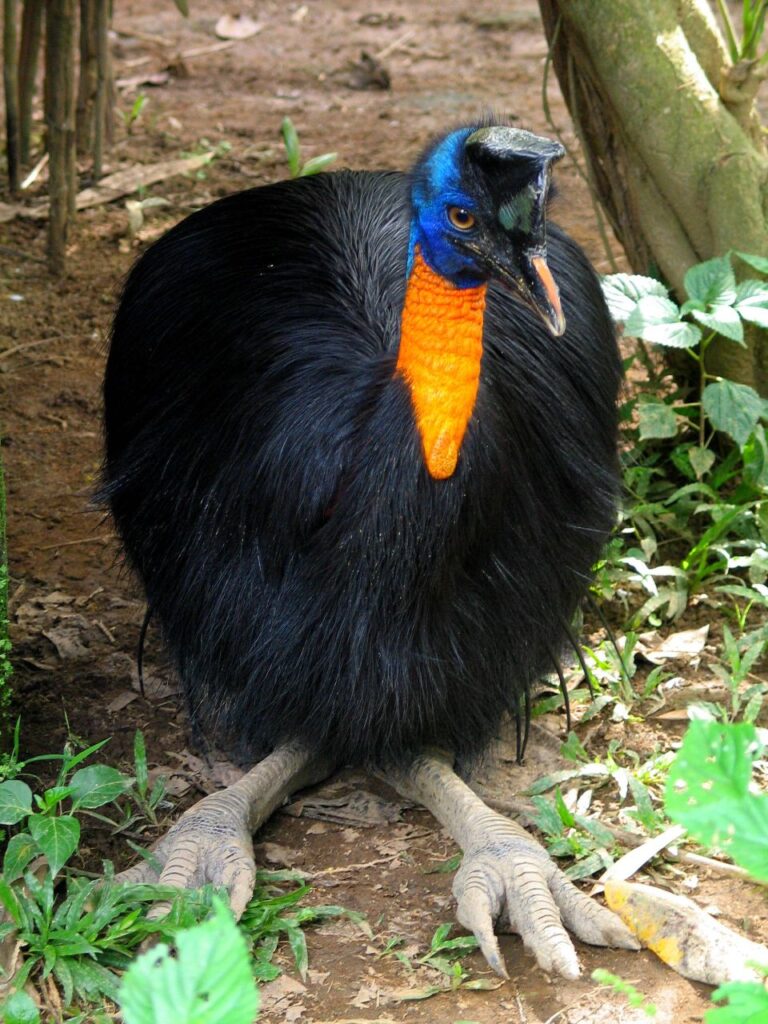 kasuár jednolaločný (Casuarius unappendiculatus)