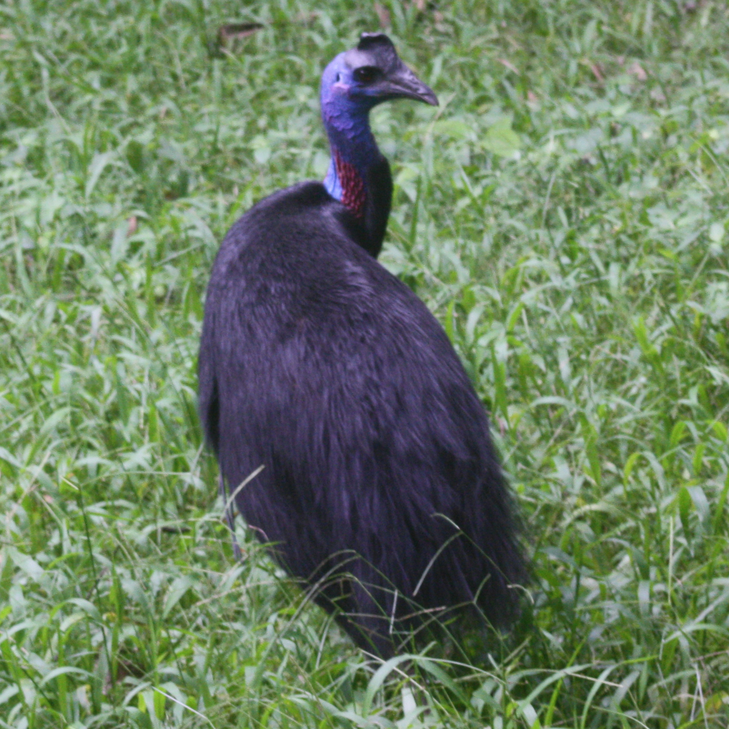 kasuár malý (Casuarius bennetti)